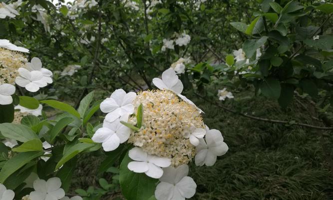 扬州市花琼花的象征与寓意（探索扬州市花琼花的文化内涵与历史传承）