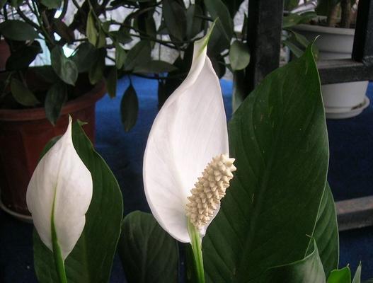 花开一帆风顺，生活幸福美满（花开人欢）