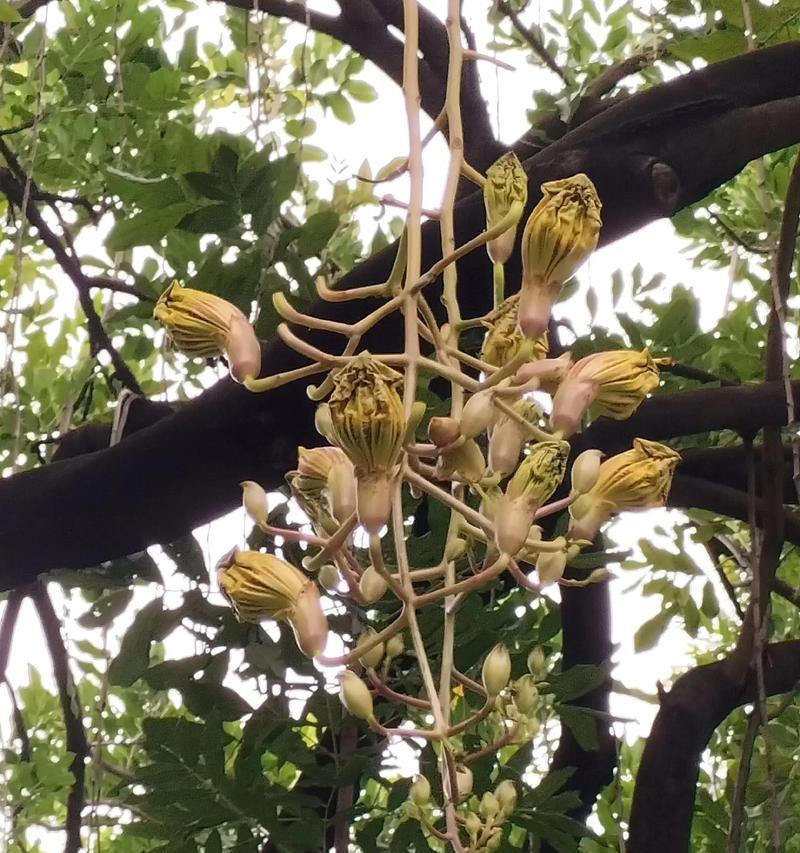 以一抹香开花（嗅香）