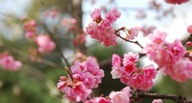 樱花（探寻樱花背后的深意与情感）