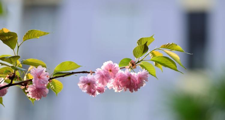 樱花（探寻樱花背后的深意与情感）