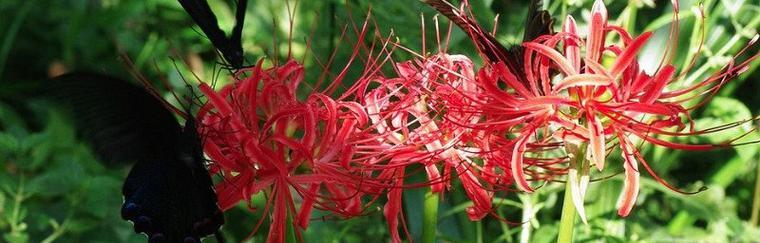 花言葳蕤，情语流芳（以花语代表你的花）