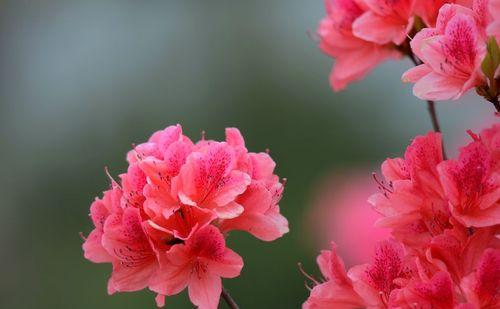 重逢花语是重逢的花（深入探索不同花朵的花语）