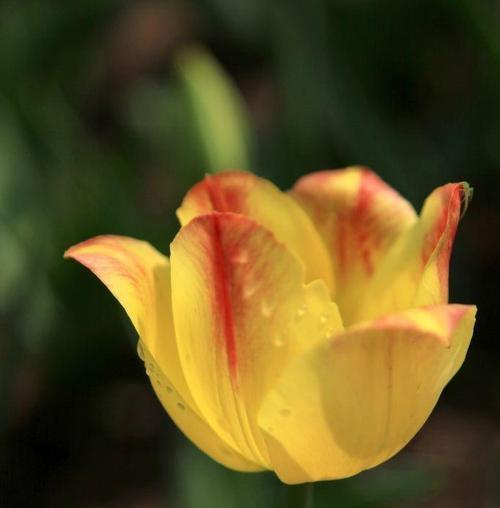 郁金香（探索郁金香的花语）