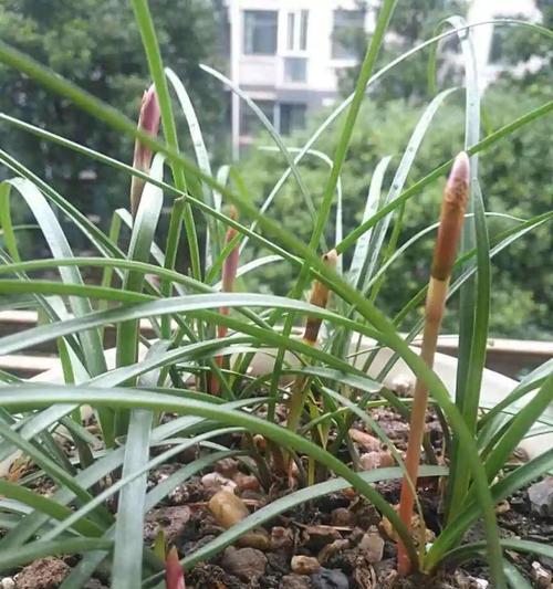 风雨兰不开花的原因及处理方法（解决风雨兰不开花问题的实用技巧）