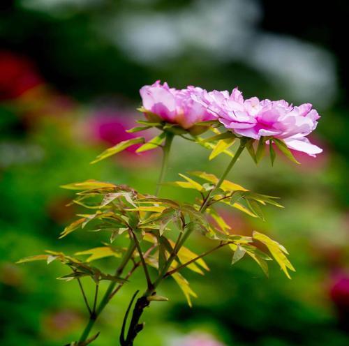 花中高贵纯洁的灵魂（探索花的美丽与意义）