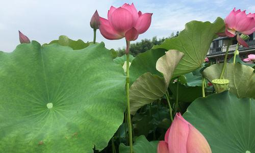 荷花的花语与寓意（传递真挚与美丽的花卉语言）