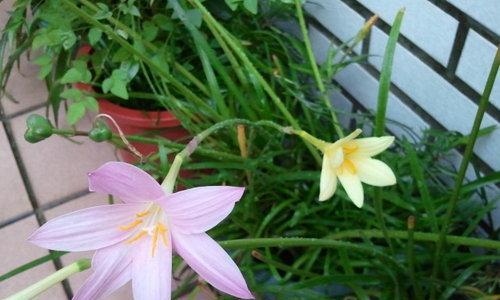 风雨兰秋天的开花与养护（掌握养护技巧）