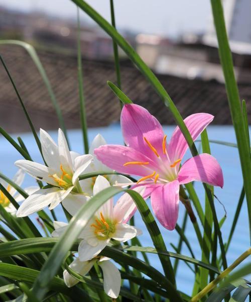 风雨兰的花期及特点（四季常青）