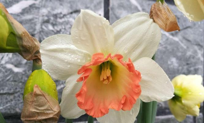 洋水仙花语——探索花卉语言中的美妙沟通（以洋水仙花为载体）