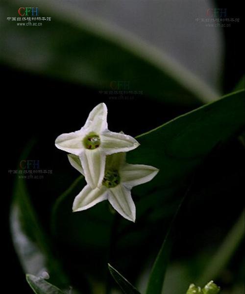 以夜来香的花语之美（迷人的芬芳）