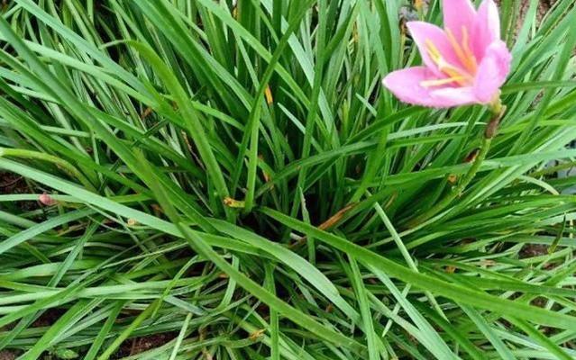 风雨兰种子开花时间及养护技巧（解密风雨兰开花秘密）