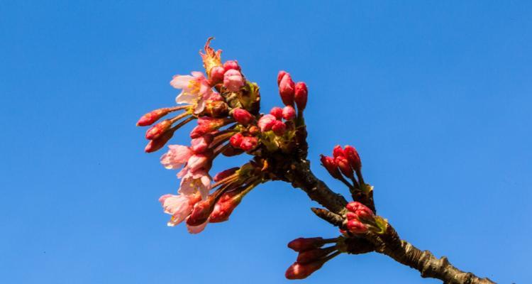 樱桃花（花开时节）