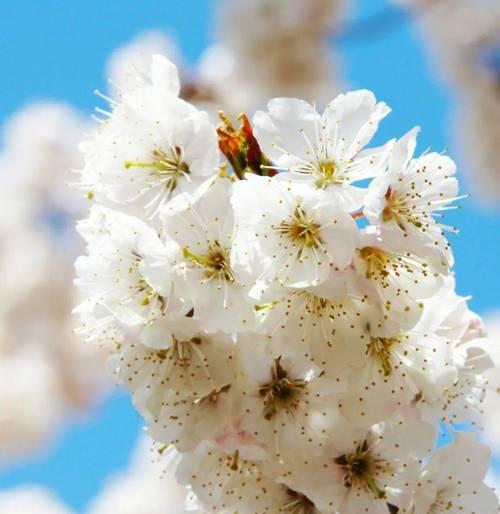 樱桃花（花开时节）