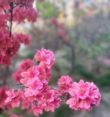 樱桃花的花语与相关信息（樱桃花的寓意与传说）