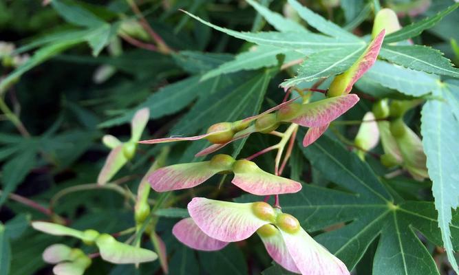 枫树开花的季节（探究枫树开花的时间与特点）