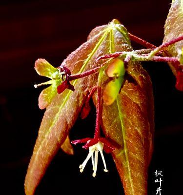 枫树开花的季节（探究枫树开花的时间与特点）