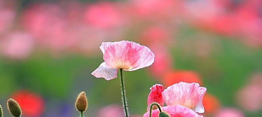 虞美人花的花语及其寓意（探索虞美人花背后的情感与寓意）