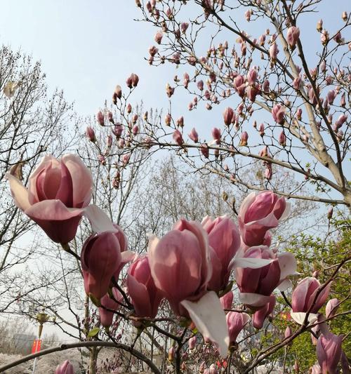 感恩的玉兰花——让我们学会感恩的花（用玉兰花开启感恩之旅）