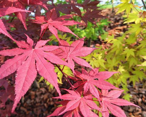 如何选择优质枫树品种（从叶片到枝干）