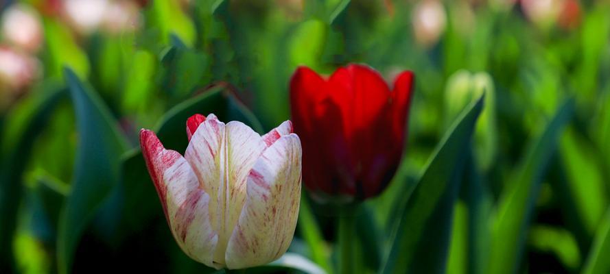 郁金香花语的意义与传说（探寻郁金香的花语之美）