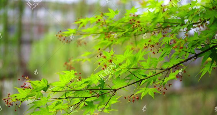 枫树，一种受欢迎的被子植物（了解枫树的生长习性和特点）