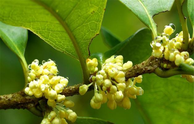 月桂花的花语与象征（探寻月桂花的花语及其文化内涵）