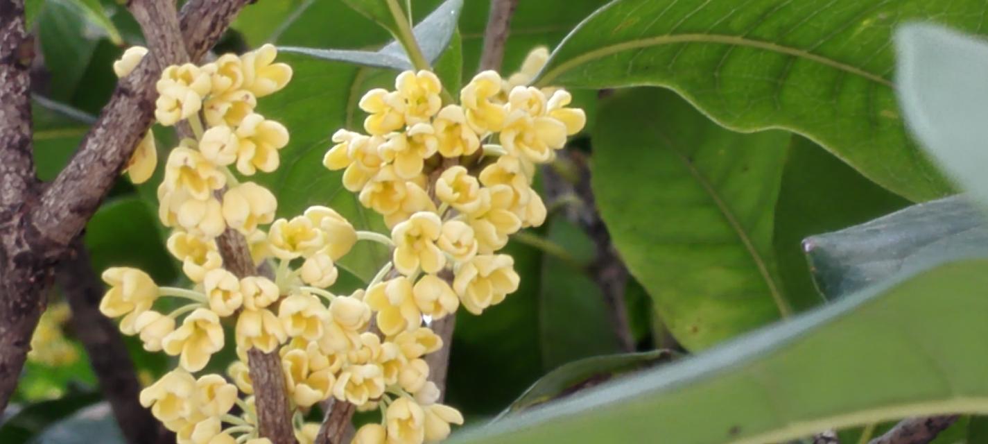 月桂花的花语与象征（探寻月桂花的花语及其文化内涵）