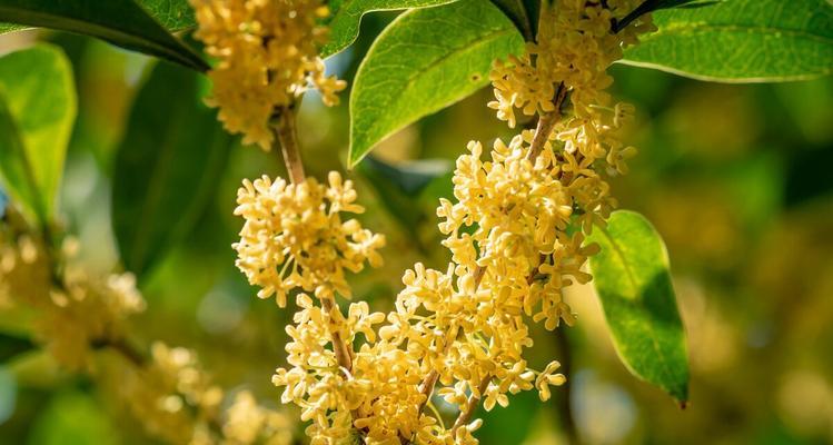 月桂花的花语与象征（探寻月桂花的花语及其文化内涵）