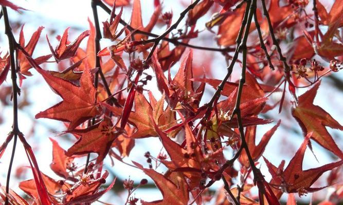 枫叶和红叶——美丽的秋季植物（探秘枫叶和红叶的特点与生长习性）