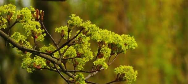 枫叶开花的奇妙之处（探秘枫叶开花的形态与特性）