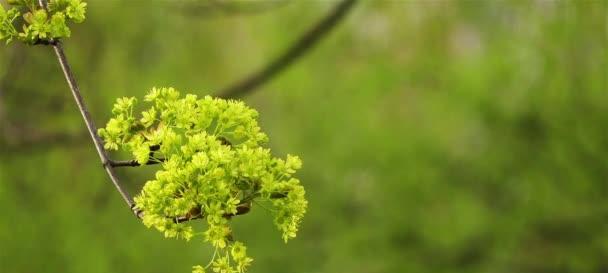 枫叶开花的奇妙之处（探秘枫叶开花的形态与特性）