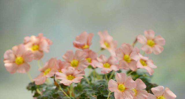 蜂蜜水可以浇花吗（探究蜂蜜水对植物生长的影响）