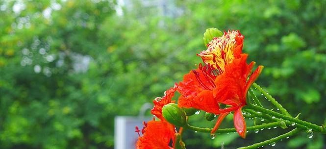 生命力与希望之花——凤凰花（生命力与希望之花——凤凰花）