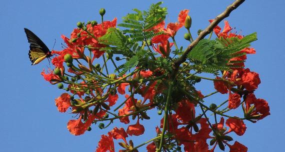 生命力与希望之花——凤凰花（生命力与希望之花——凤凰花）