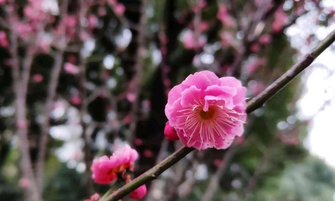 竹梅情韵（以竹子和梅花的寓意传达品格与美感）