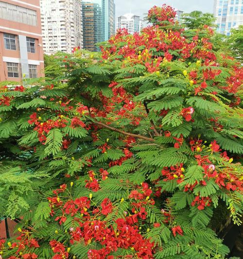 探寻凤凰花之城——揭秘中国哪个城市的市花是凤凰花（凤凰花开遍大地）