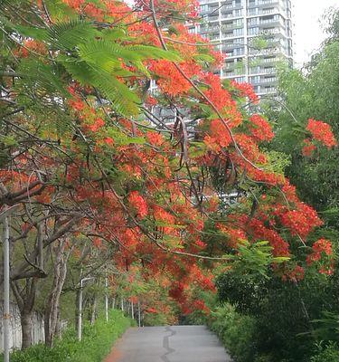 探寻凤凰花之城——揭秘中国哪个城市的市花是凤凰花（凤凰花开遍大地）