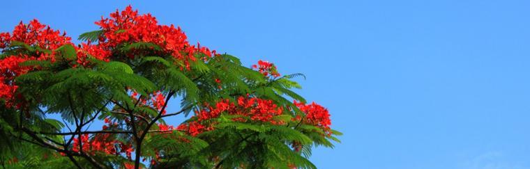 凤凰花的颜色（从深红到白色）