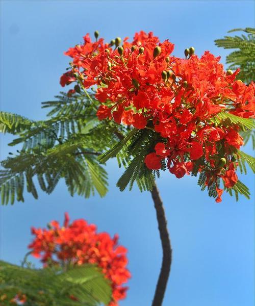 凤凰花的颜色（从深红到白色）