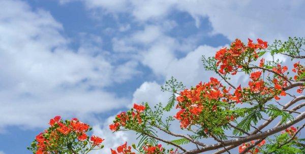 凤凰树花开的时节（揭秘凤凰树的开花季节和特点）