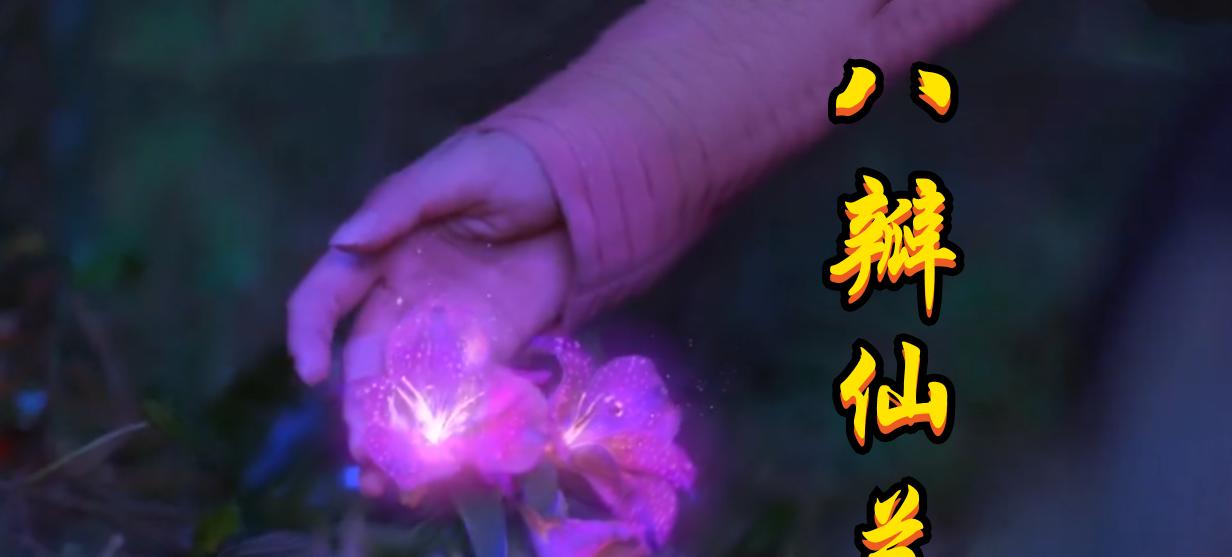 紫色野菊花花语（紫色野菊花的美丽与花语之谜）