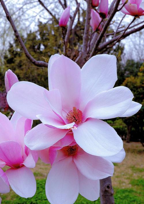 紫色玉兰花（揭秘紫色玉兰花的隐藏信息）