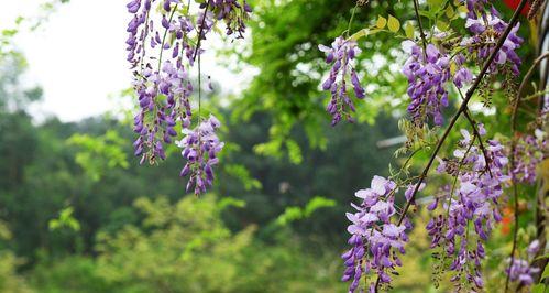 紫藤花的花语和香味（探寻紫藤花背后的花语之谜）