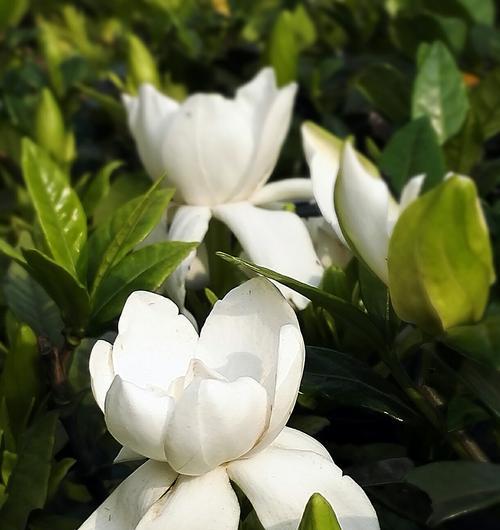 栀子花的花语与开花季节（栀子花的花语是什么）