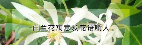 白兰花的花语与寓意（探寻白兰花的神秘魅力）