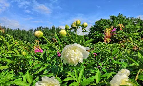 白芍花（探秘白芍花的花语与传说）