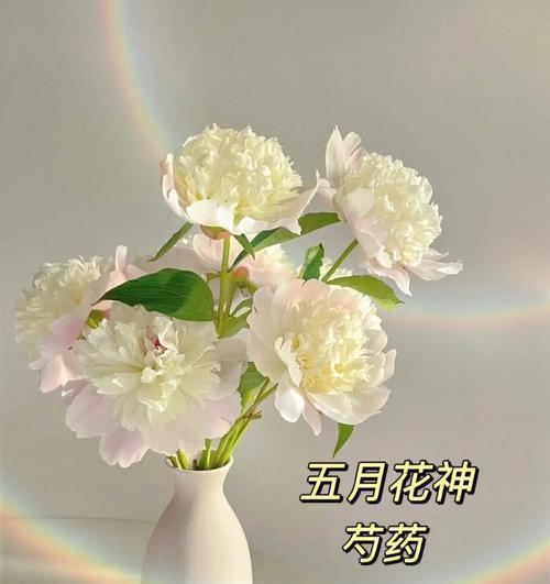 白芍花（探秘白芍花的花语与传说）