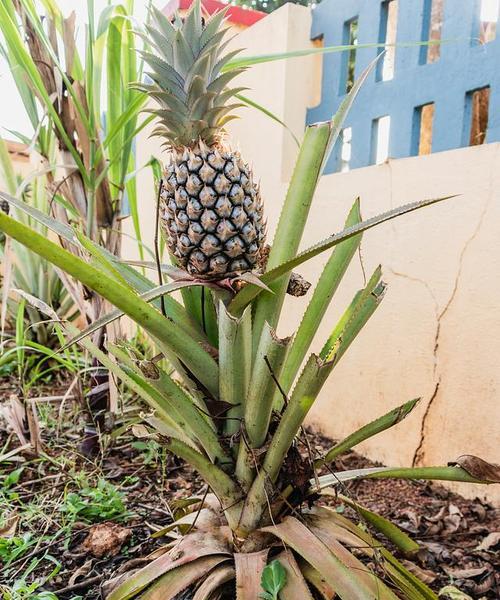 适合种植凤梨的地方（探究凤梨种植条件及其适宜生长的环境要素）