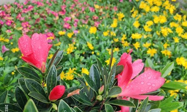 每朵花的象征意义（花海中的秘密）